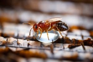 Comment se débarrasser efficacement des puces de lit ?