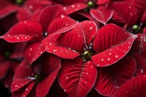 Tout savoir sur l’arrosage des poinsettias