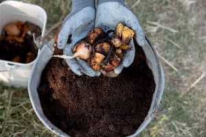 compost amendement