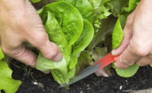 Main tenant des salades fraîches avec terre dans jardin potager au printemps