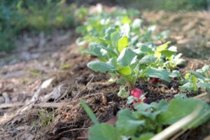 Culture de radis printanière par un jardinier débutant dans un potager ensoleillé