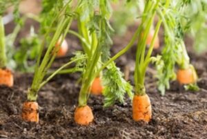 Carottes fraîches avec feuillage en pleine terre dans un potager ensoleillé