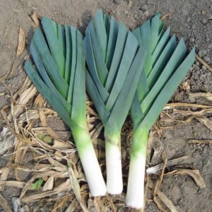 Culture de poireaux verdoyants dans un potager d'automne avec des feuilles tombées aux alentours