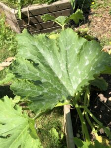 Cultiver des courgettes dans un potager avec outils de jardinage et légumes fraîchement cueillis
