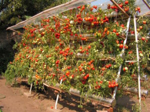 Plantation de tomates en jardin potager avec outils et plants pour illustrer le guide complet par saison