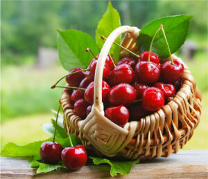 panier de cerises fraîches sur table en bois avec arrière-plan verdoyant en été