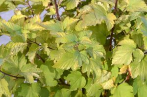 Legumes verts frais dans jardin en ete avec outils de jardinage