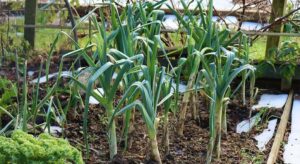 Conseils pour un potager d'hiver productif avec des choux