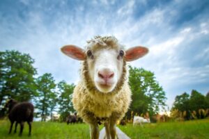 homme embrassant un mouton dans une ferme avec des pelotes de laine éthique empilées en arrière-plan
