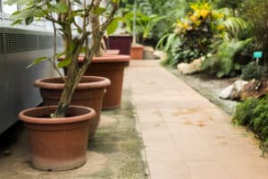 que mettre dans des grands pots sur une terrasse