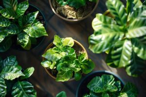 Quelles plantes n’aiment pas le marc de café ?