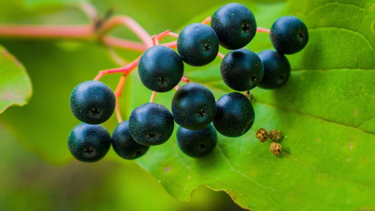 cassis, groseille… cette date à laquelle il faut tailler ces arbres fruitiers pour une magnifique récolte en été