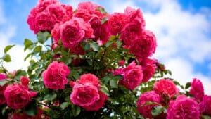 ce simple ingrédient à déposer en mai au pied de vos rosiers booste leur floraison pendant tout l’été