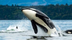 cest officiel les dauphins et les orques ont franchi le point de non retour de levolution pour vivre sur la terre ferme