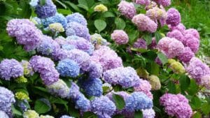 c'est terminé pour les hortensias les jardiniers conseillent fermement d'arrêter d'en planter, voici pourquoi