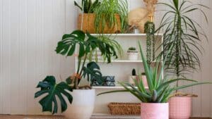cette plante est un véritable aimant à moustiques mieux vaut l’éliminer de chez vous