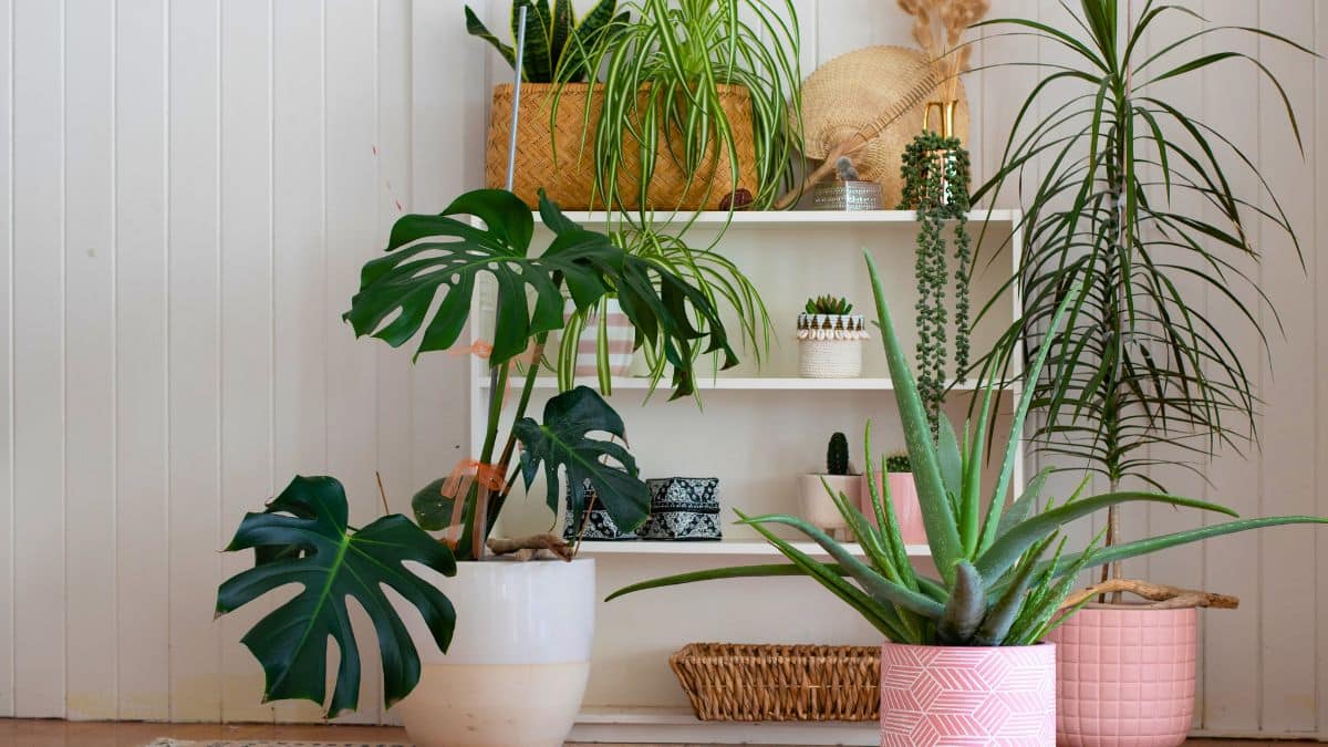 cette plante est un véritable aimant à moustiques mieux vaut l’éliminer de chez vous