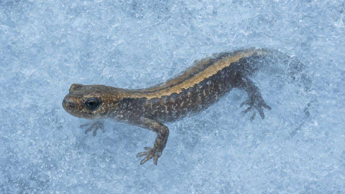 congelée depuis des années, cette petite créature revient à la vie comme si de rien n’était