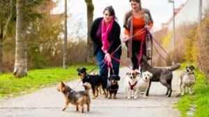 il n'a aucune envie de plaire  cette race de chien est la plus difficile à dresser selon cet expert canin (1)