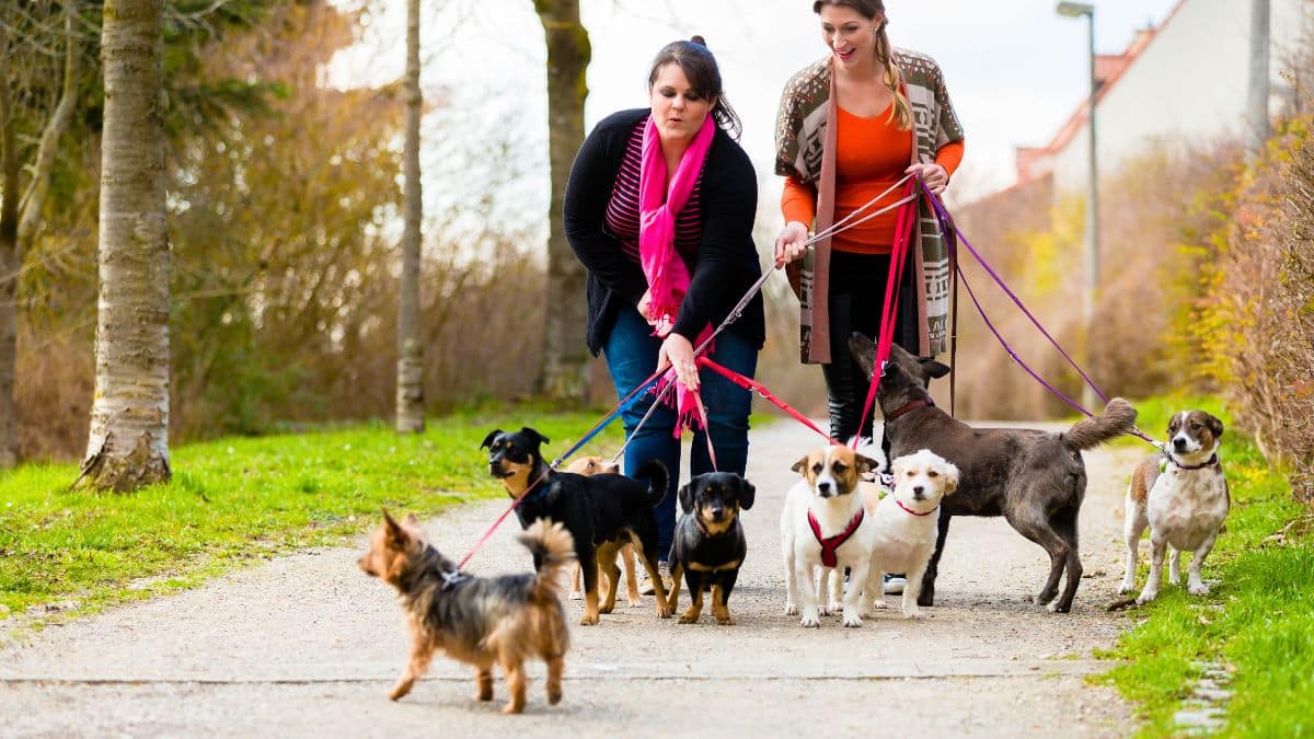il n'a aucune envie de plaire  cette race de chien est la plus difficile à dresser selon cet expert canin (1)