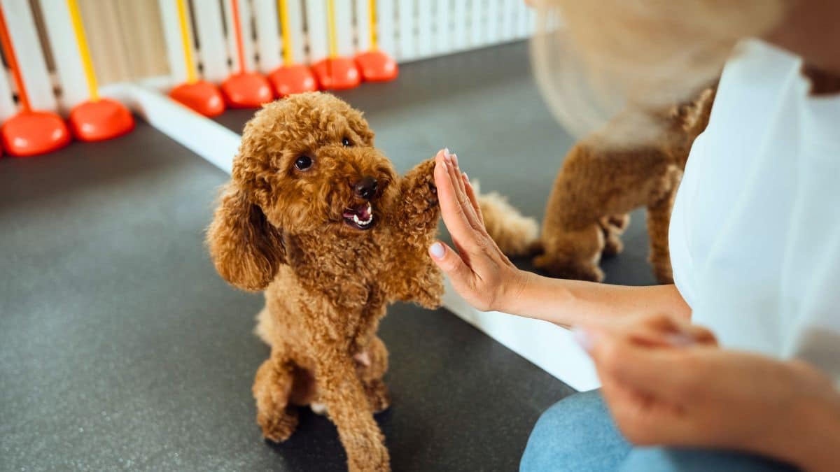 il n'a aucune envie de plaire  cette race de chien est la plus difficile à dresser selon cet expert canin