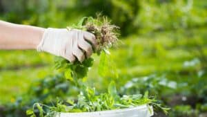 il ne faut surtout pas arracher cette mauvaise herbe dans votre jardin, c'est de l'or pour votre sol