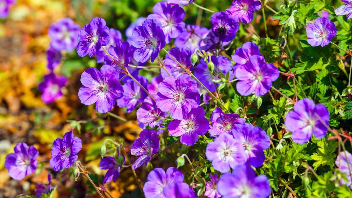 jardin cette fleur élue plante du siècle est à planter ce printemps, elle ne nécessite aucun entretien