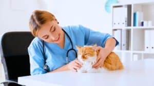 je suis vétérinaire et voici les 5 races de chat que je n’adopterai jamais, même s’ils sont très mignons