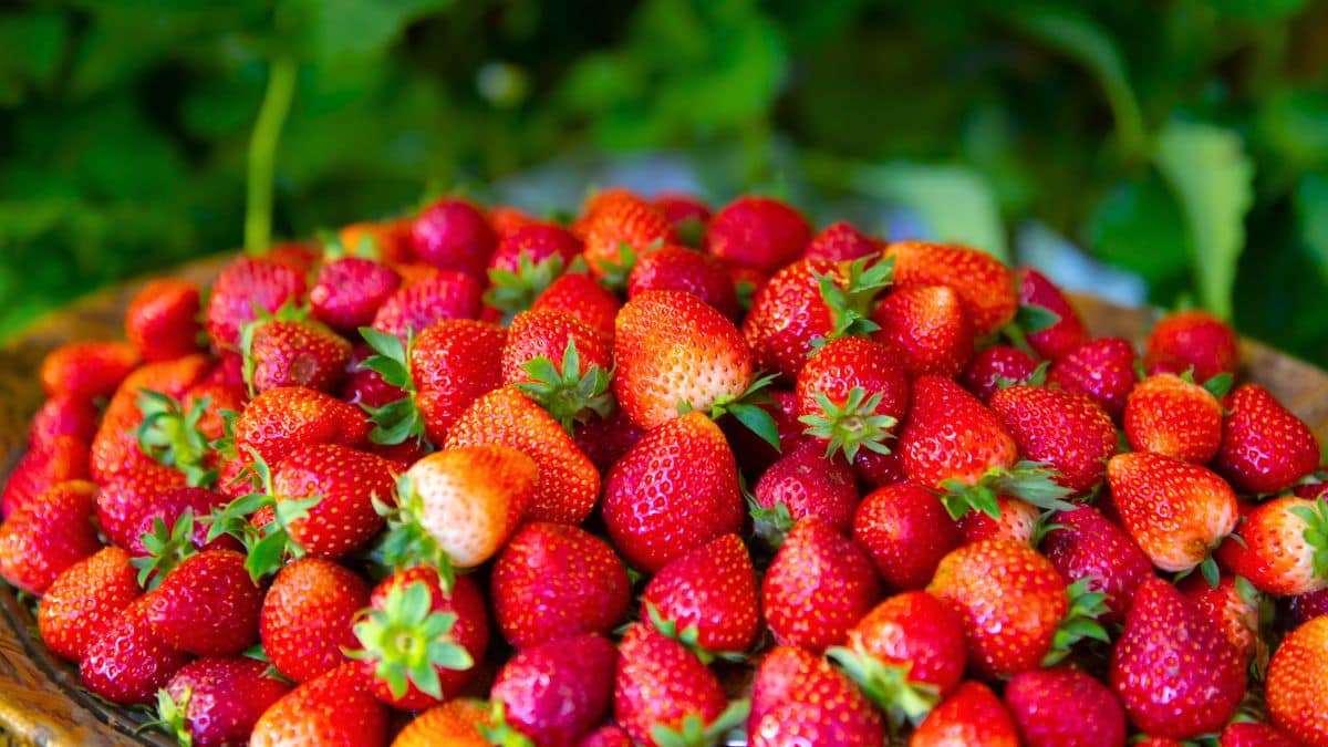 les fraises contiennent le plus de pesticides l’eau ne suffit plus pour éliminer les résidus