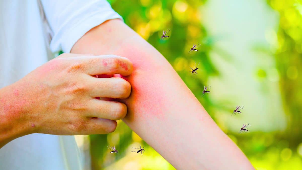 cette plante parfume toute la maison et éloigne les moustiques, tout le monde se l'arrache en ce moment