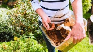 gardez toujours votre marc de café, voici les plantes qui l'adorent littéralement