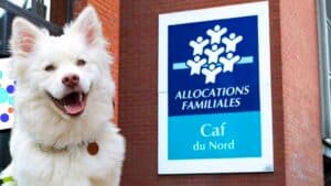 la caf propose t elle une aide pour les animaux de compagnie