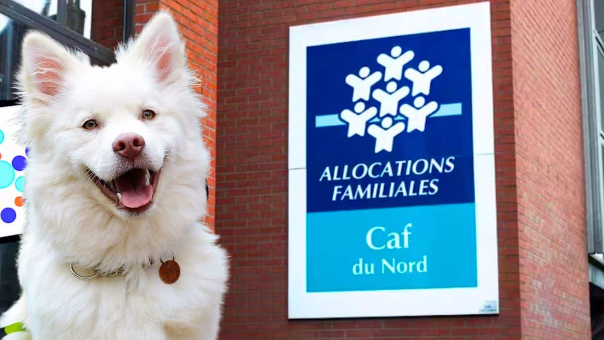 la caf propose t elle une aide pour les animaux de compagnie