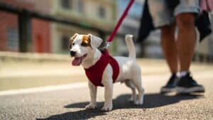 promener son chien dans la rue est désormais interdit dans une vingtaine de villes en iran