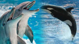 cest confirme les dauphins et les orques mammiferes marins ont franchi le point de non retour de levolution pour vivre hors de leau