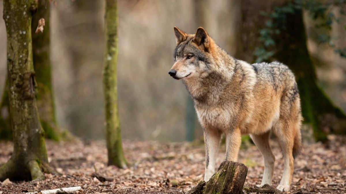 voici les departements francais ou les loups en liberte sont les plus nombreux (1)